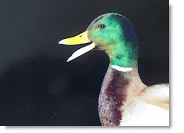 expensesduck
